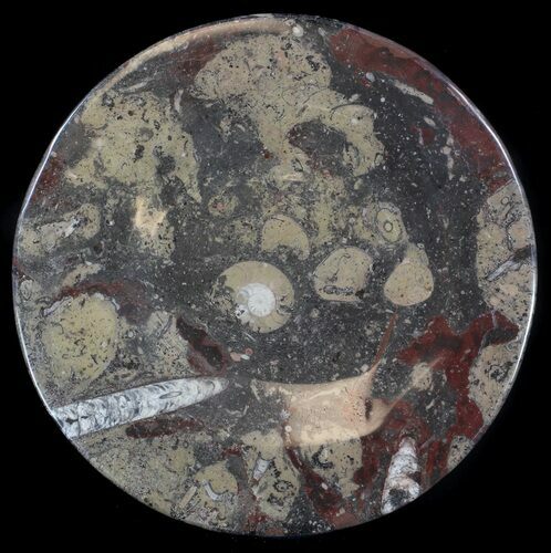 Fossil Orthoceras & Goniatite Plate - Stoneware #37551